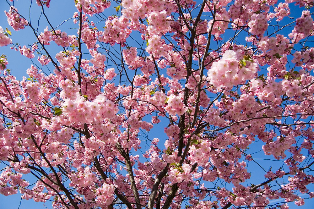 sakura tree photograph